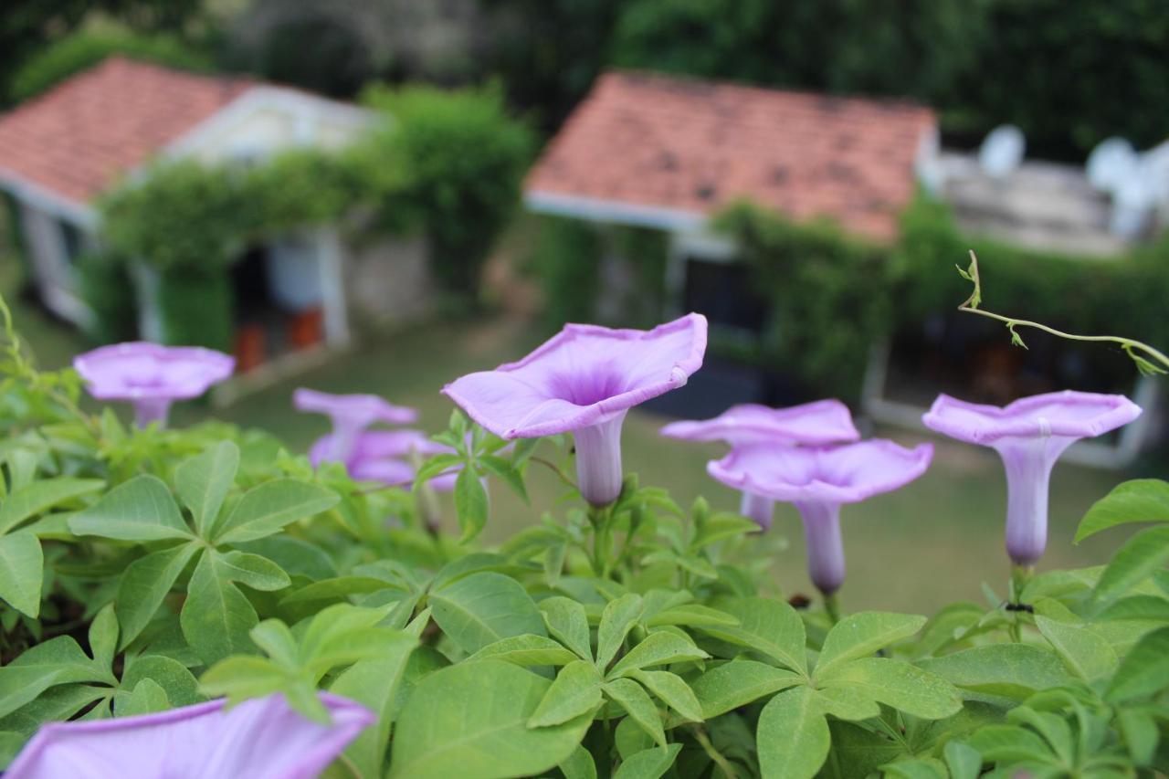 Pushkar Resort Экстерьер фото